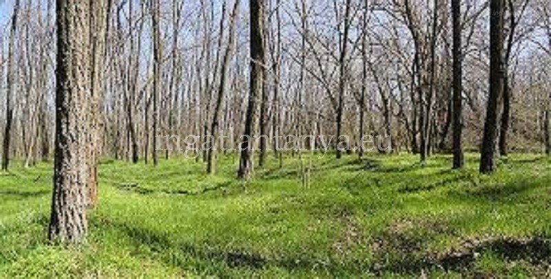 Mezőgazd. ingatlan · 7800 m² · 60.000.000 Ft